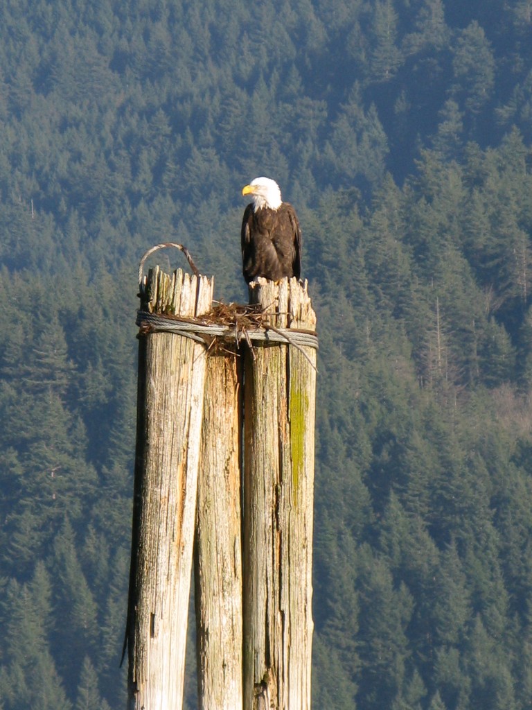 Bald Eagle at the Chehalis Flats in Harrison Mills BC