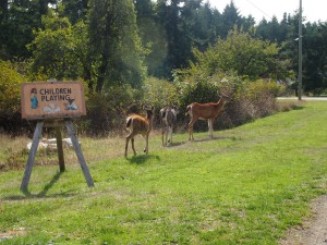Deer wandering wherever they please on Mayne Island