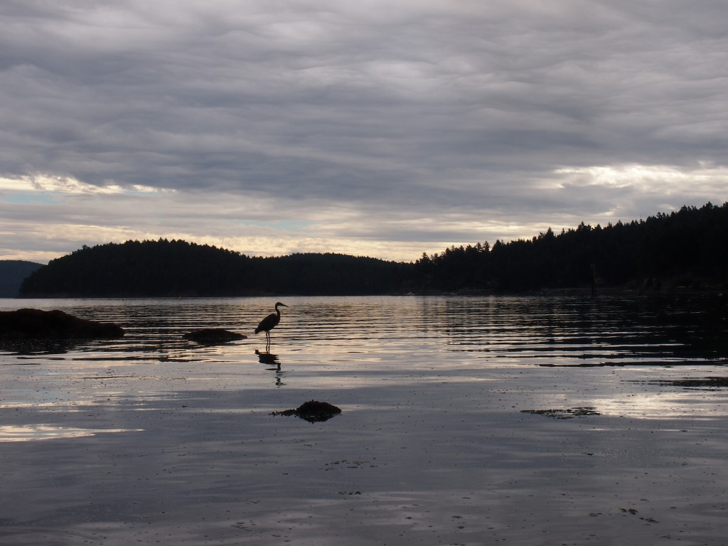 A heron posing for the photograph on Mayne Island BC