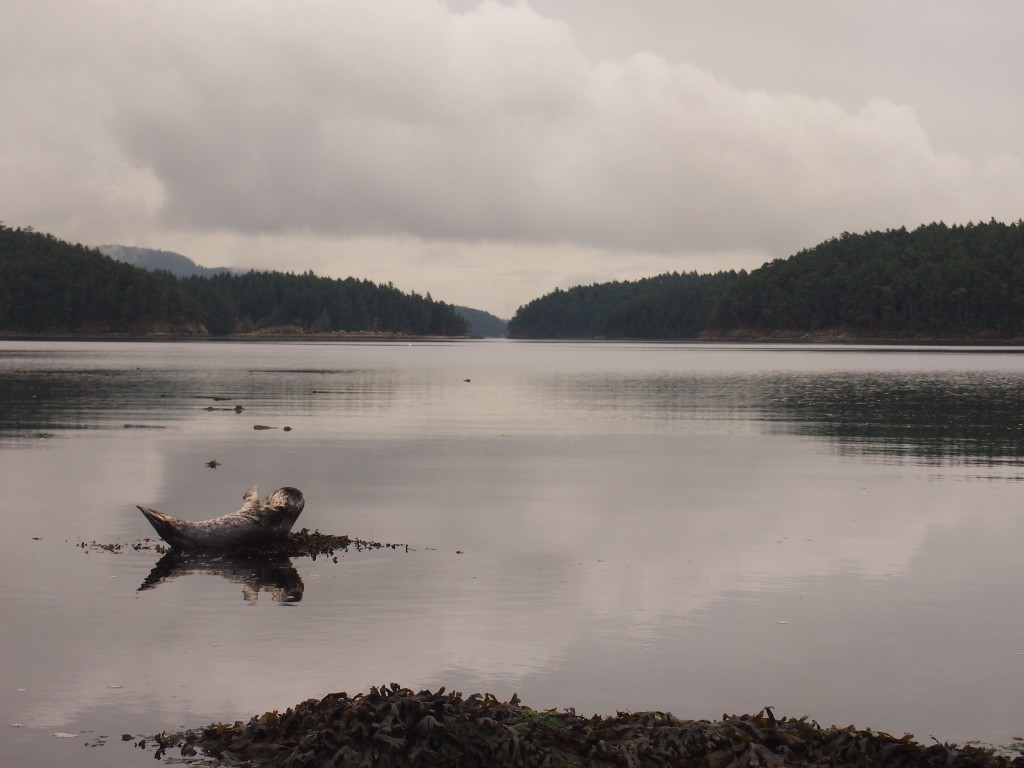 A young seal resting off of Mayne Island