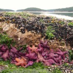 Loads of star fish, Mayne Island BC