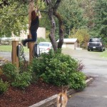 Helping the deer to get apples from the tree, Mayne Island BC