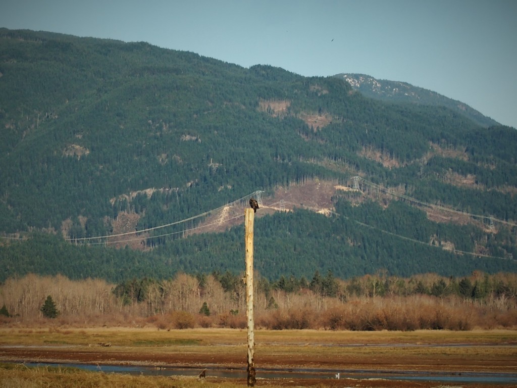 Bald eagles at the Chehalis Flats in Harrison Mills