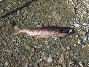 Salmon Carcass at the Chehalis Flats in Harrison Mills BC
