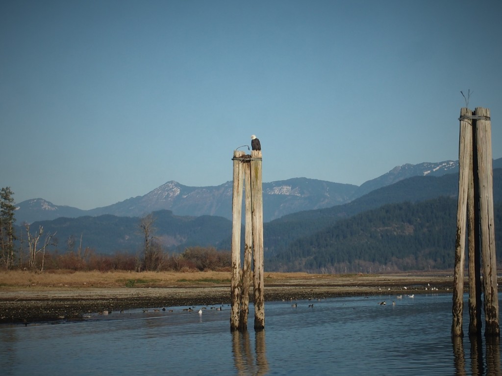 Bald eagle in the Chehalis Flats in Harrison Mills BC