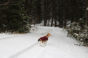 The beagle enjoying the wander around Phoenix BC