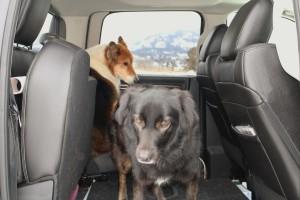 The dogs excaping the cold in the back of the truck