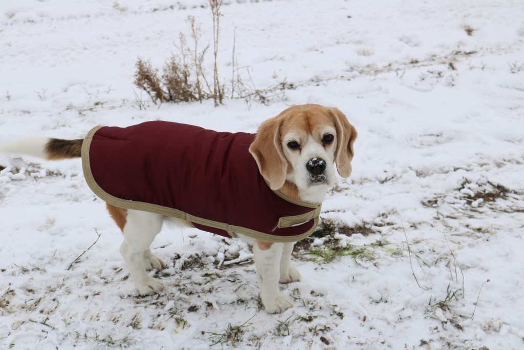 The beagle in her coat in the snow