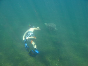 Swimming with turtles while snorkeling in Guadeloupe