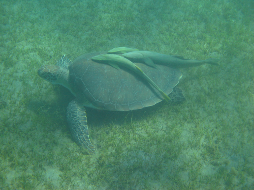 Turtles and suckers while snorkeling in Guadeloupe