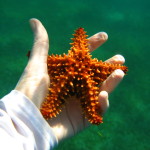 Playing with a star fish while snorkeling in Guadeloupe