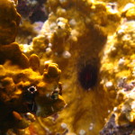Little sea creature in the coral