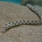 Playing with a sea snake while snorkeling in Guadeloupe