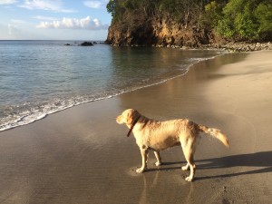 Swimming with the dog at the beach in Guadeloupe