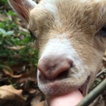 Baby goat in Guadeloupe