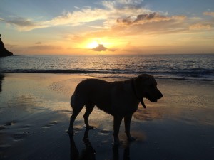 Dog and sunset on the beach in Guadeloupe