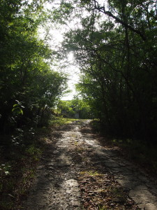 Trail to a beach in Guadeloupe