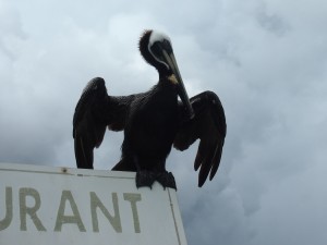 Pelican in Sainte Rose Guadeloupe