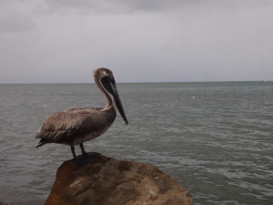 Pelican in Sainte Rose Guadeloupe