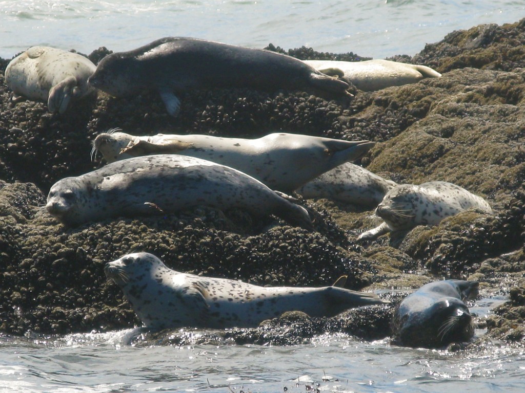 Seal watching on the Oregon Coast