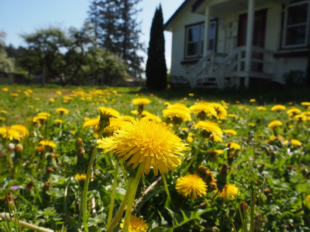 Dandelion to be picked for dandelion jelly