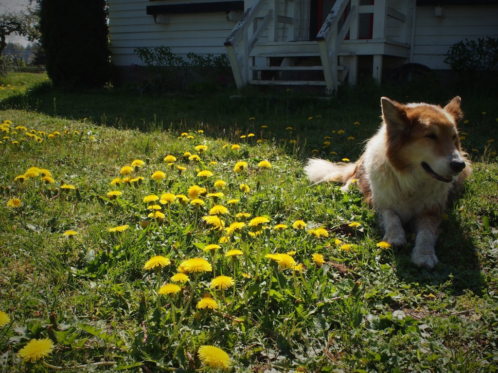 The beast helping out to pick dandelions for jelly