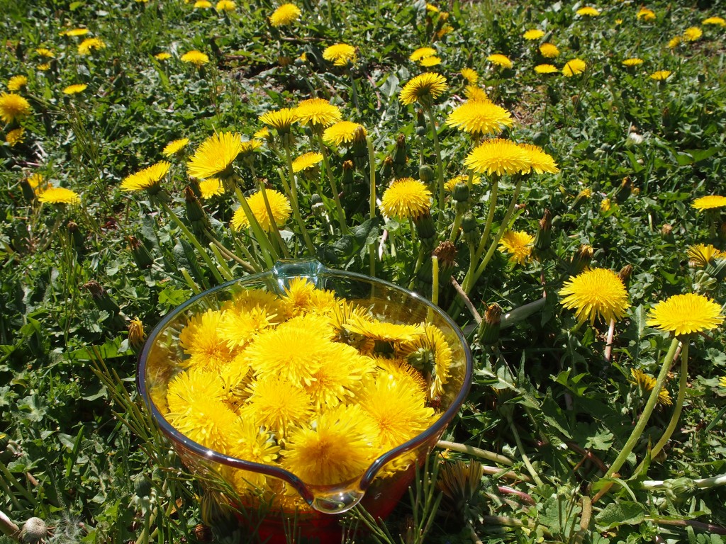 Picked dandelions to make jelly