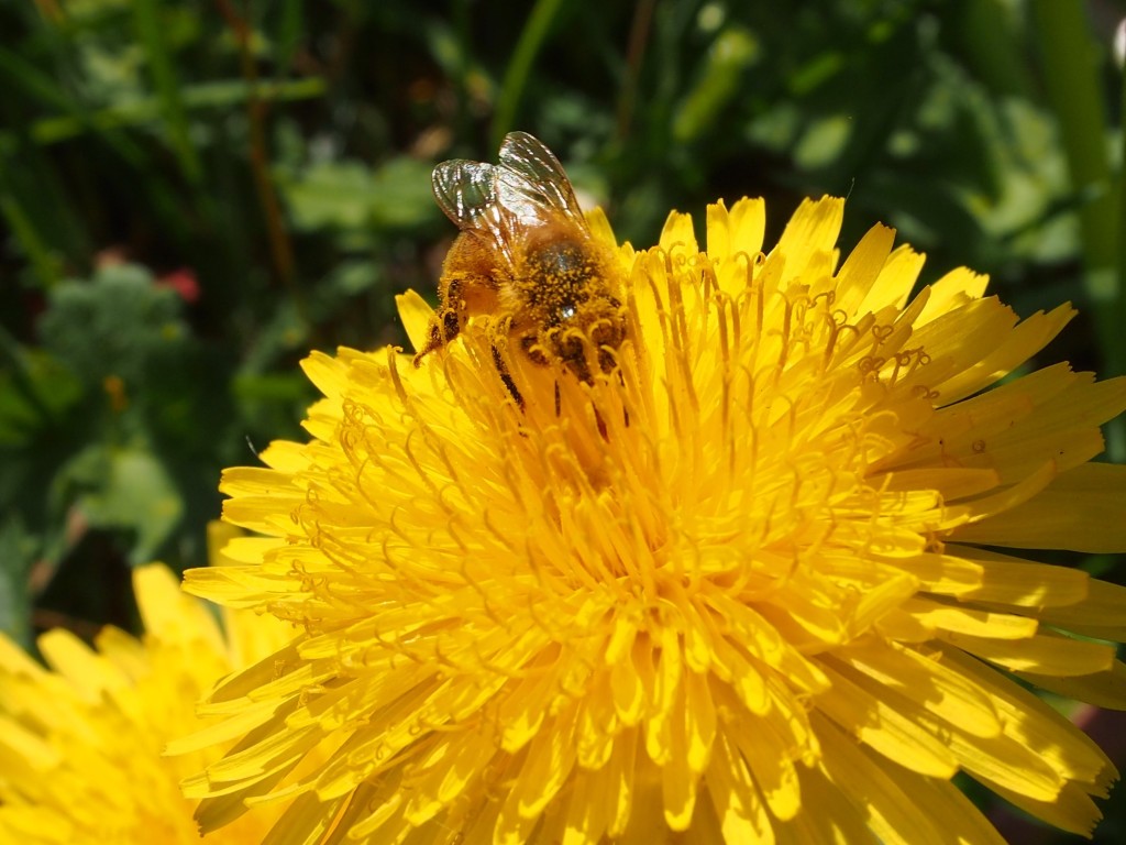 Bees doing their thing while we picked blossoms for dandelion jelly