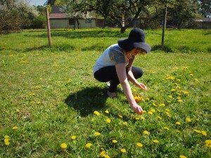 Hand picking dandelions to make jelly