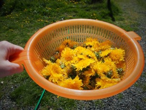 Washing the dandelion blossoms to make jelly
