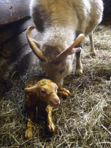 A new lamb on a sheep farm in Iceland