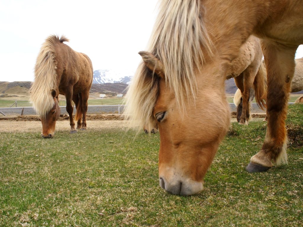 Icelandic horses in east Iceland on my road trip