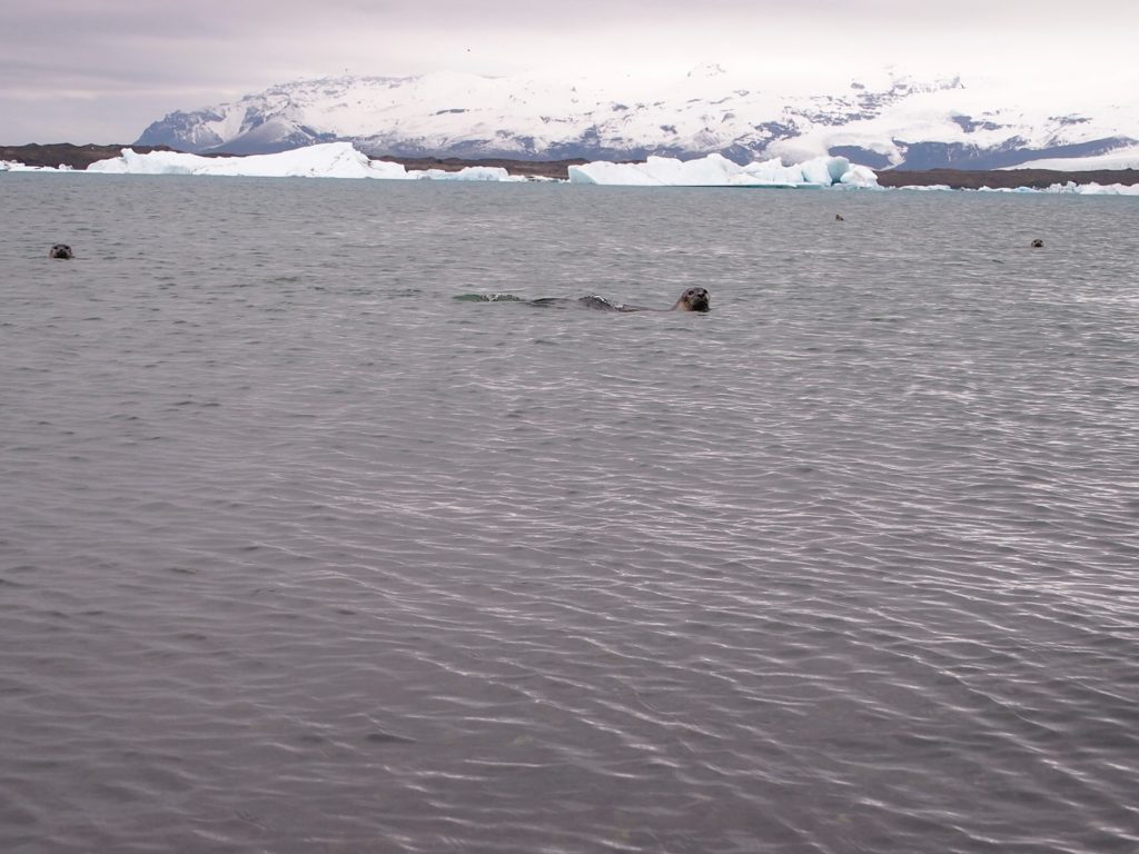 Seals and icebergs from Vatnajokull glacrier in Jokulsarlon lagoon in Iceland on my road trip
