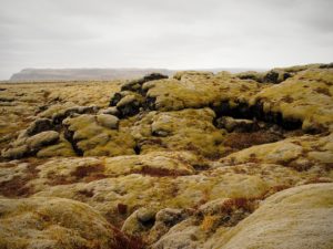 The moss covered Eldhraun lava fields in Iceland on my road trip