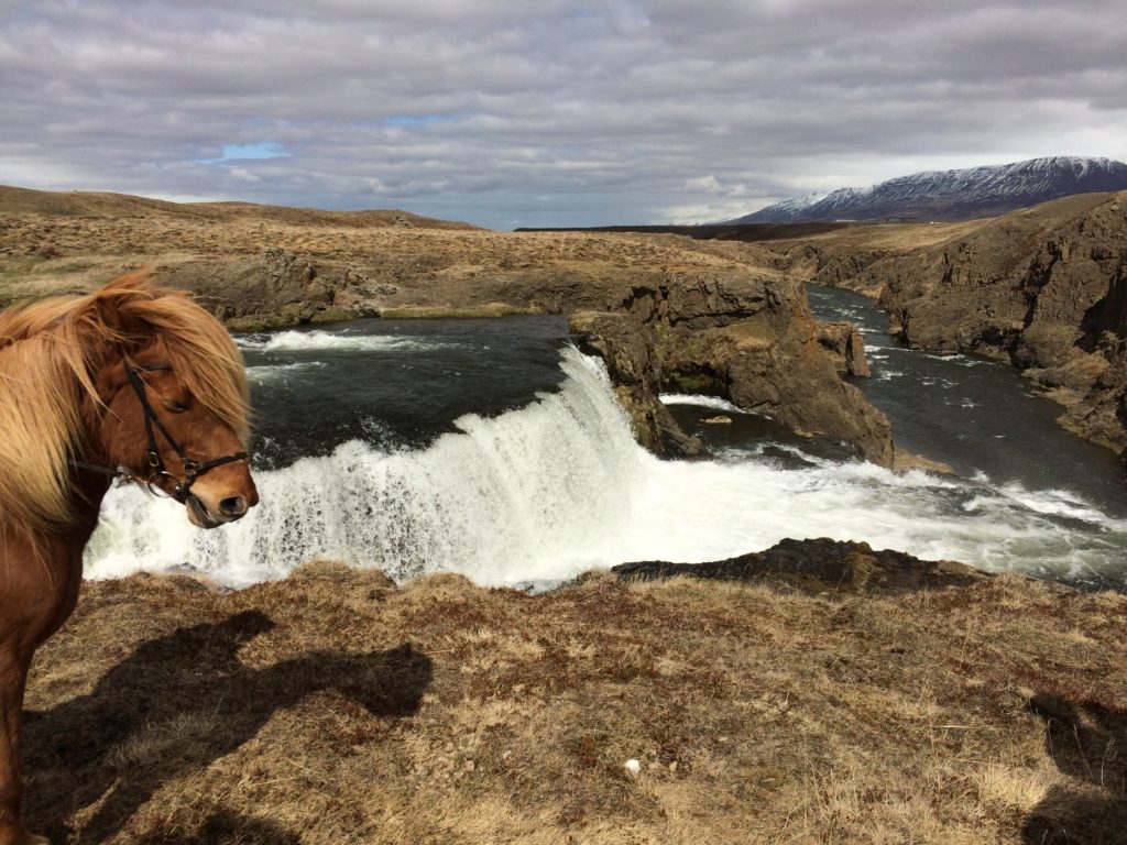 Riding in horses in Skagafjordur Iceland