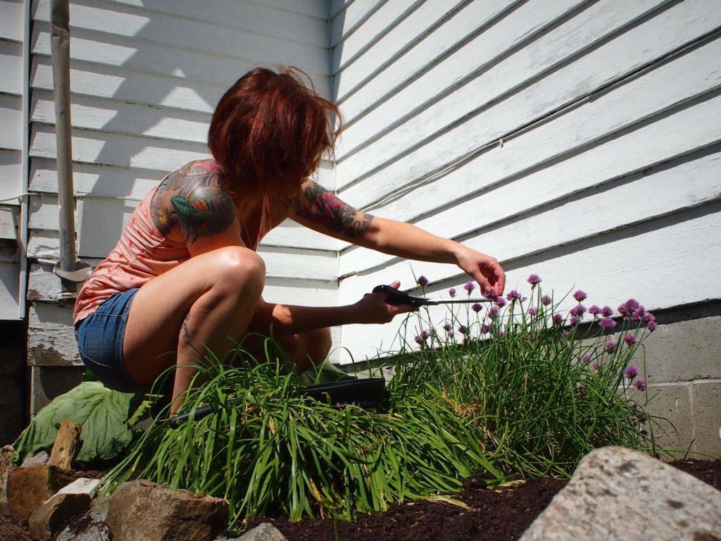 Cutting off chive blossoms for vinegar