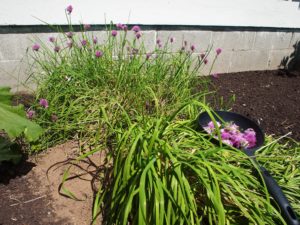 Cutting chive blossoms for vinegar