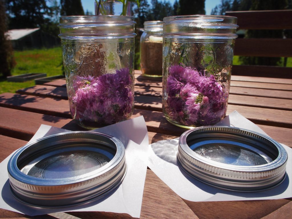 Packing the chive blossoms into the mason jars for vinegar