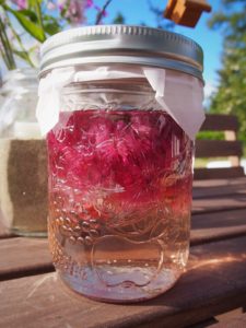 Chive blossom vinegar in mason jars 