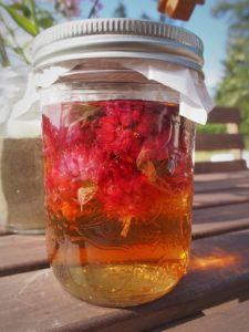 Chive blossom vinegar in mason jars