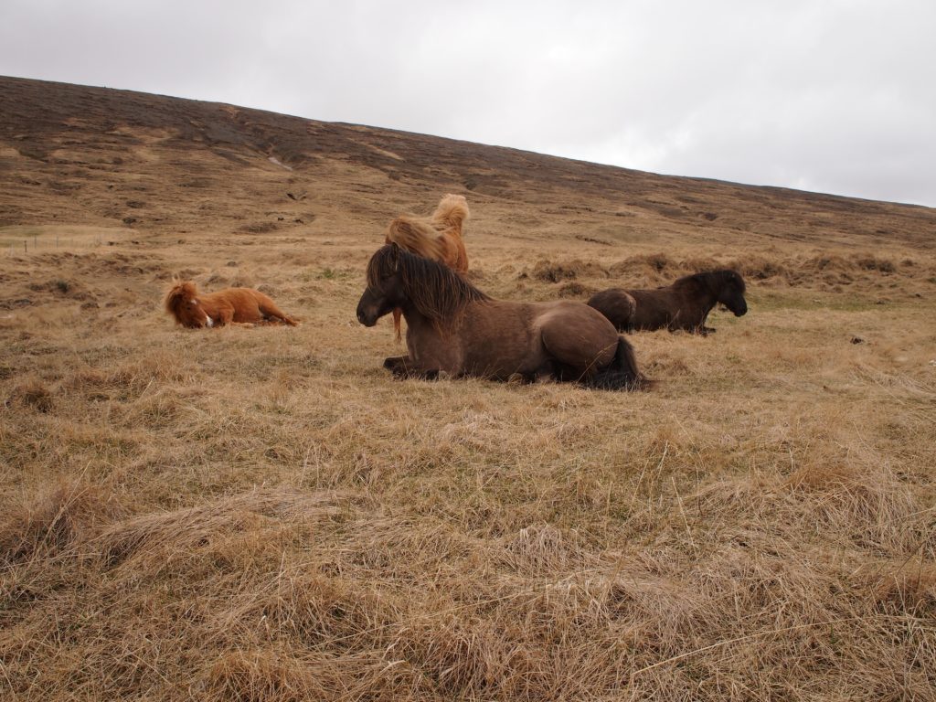 Horses in Iceland on my road trip