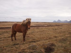 Icelandic horse in east Iceland on my road trip