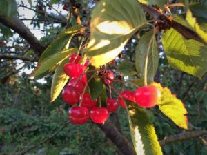 Picking cherries from the tree to make cherry rhubarb jam