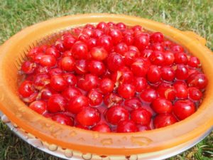 Washing the cherries to make cherry rhubarb jam