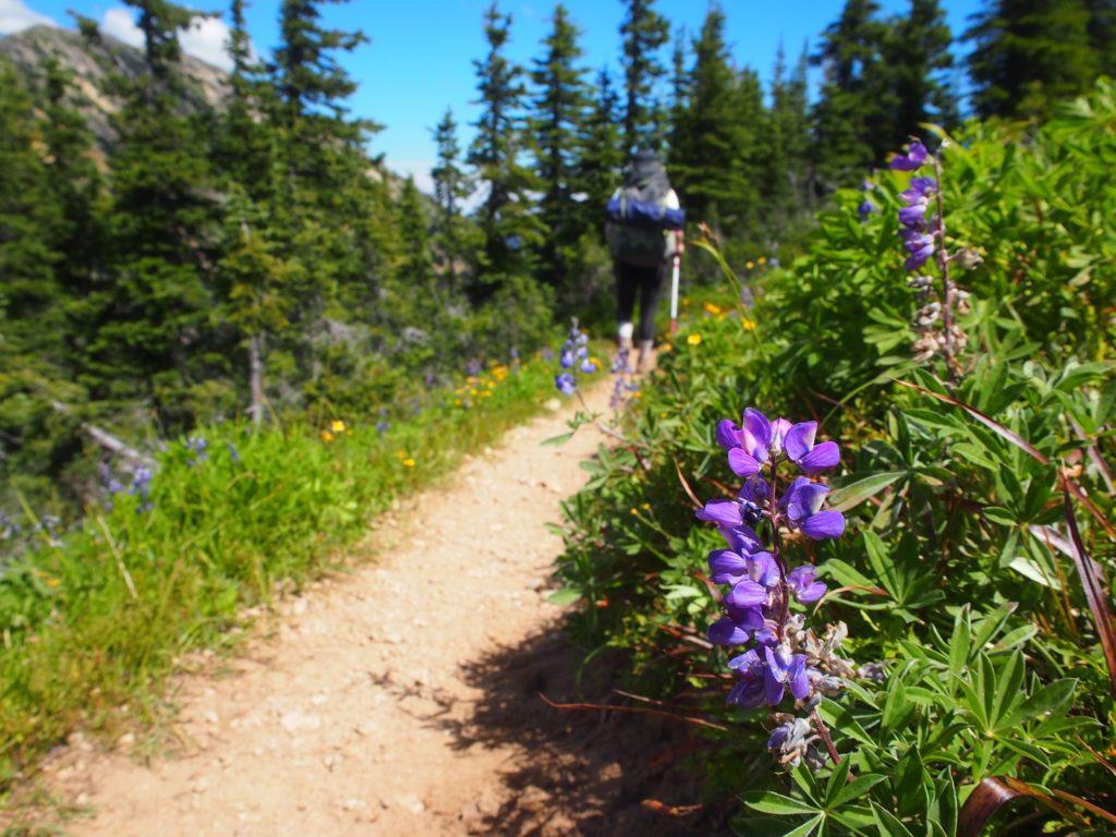 Hiking the Heather Trail during the flower bloom