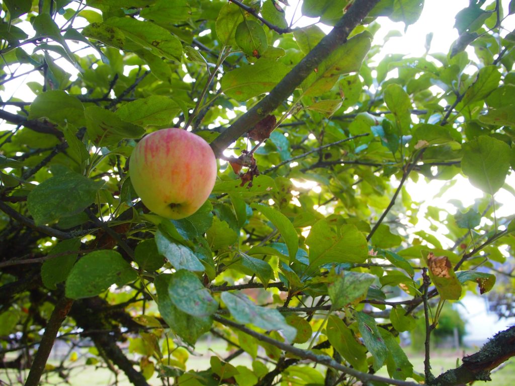 Picking apples to make sugar free applesauce