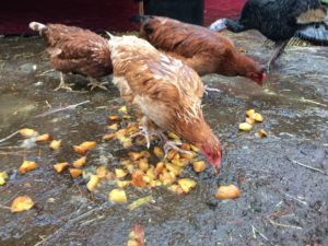 Feeding the chickens the apple cider vinegar waste