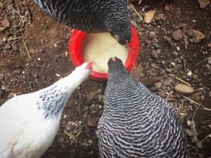 The backyard chickens eating their fermented feed