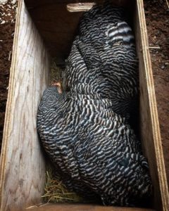 Two barred rocks in a box