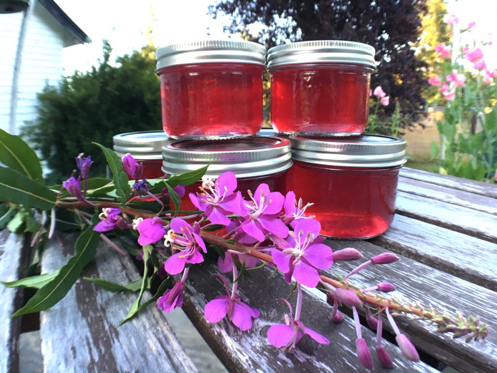 Homemade fireweed jelly using locally harvested wild fireweed